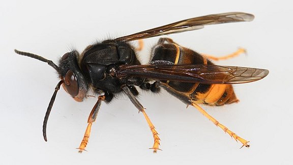 Asiatische_Hornisse.jpg  